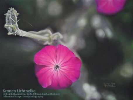 Mit Pastell gemaltes Bild auf dem eine leuchtend pinke Blüte mit feinen Details vor unscharfem Hintergrund zu sehen ist.