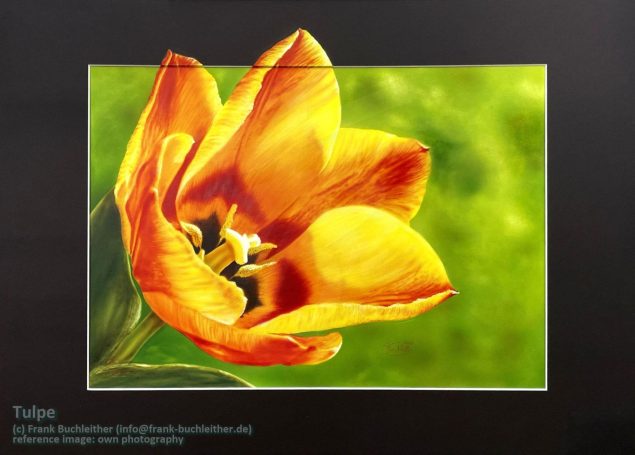 Orangefarbige Tulpe mit gelben Akzenten vor grünem Hintergrund.