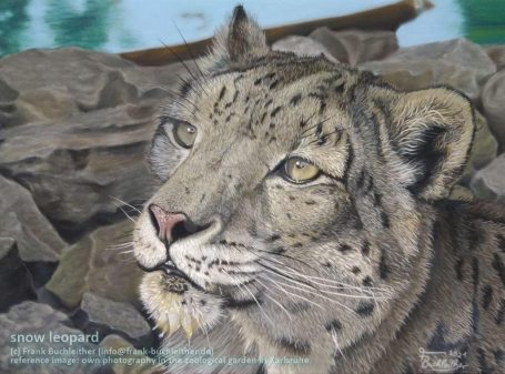 Mit Pastell gemaltes Bild auf dem ein Schneeleopard mit durchdringenden Augen, in natürlicher Umgebung, zu sehen ist.