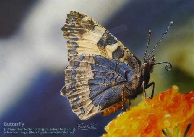 Blau-gelber Schmetterling landet auf einer orangefarbenen Blüte.