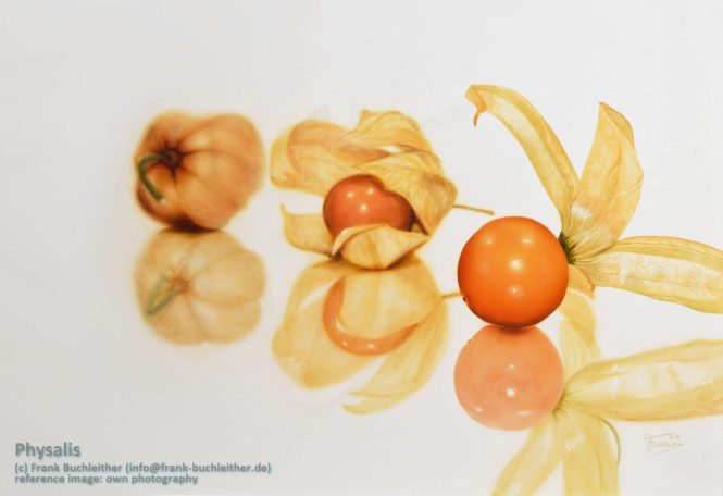 Physalisfrüchte mit leuchtend orangefarbenen Beeren und gelben Hüllblättern.