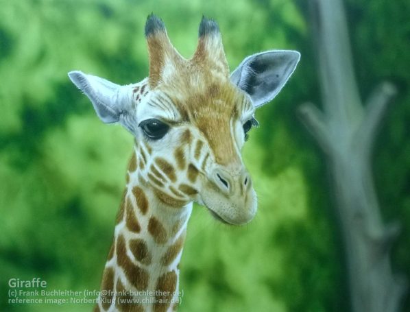 Nahaufnahme eines Giraffenkopf mit charakteristischen Flecken und großen, sanften Augen.